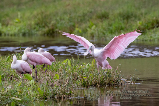 A Bird with Built-in Utensils?