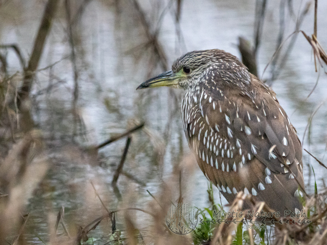 Early Bird? Or…Night Heron?