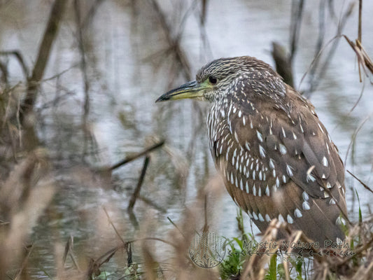 Early Bird? Or…Night Heron?
