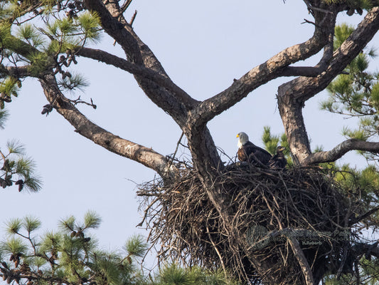 White-headed Sea Eagle