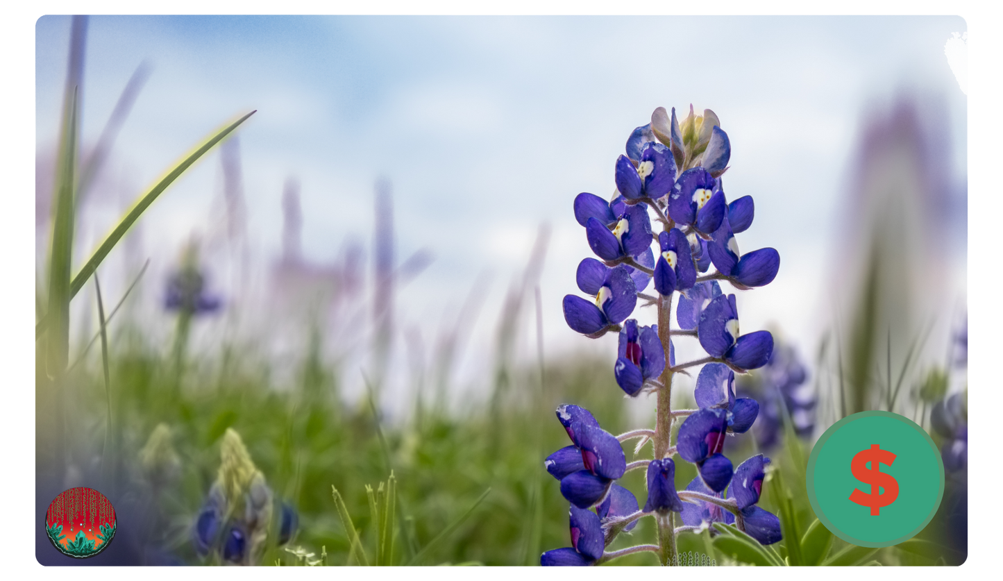 Texas Bluebonnet Gift Card