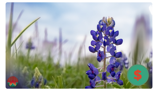 Texas Bluebonnet Gift Card