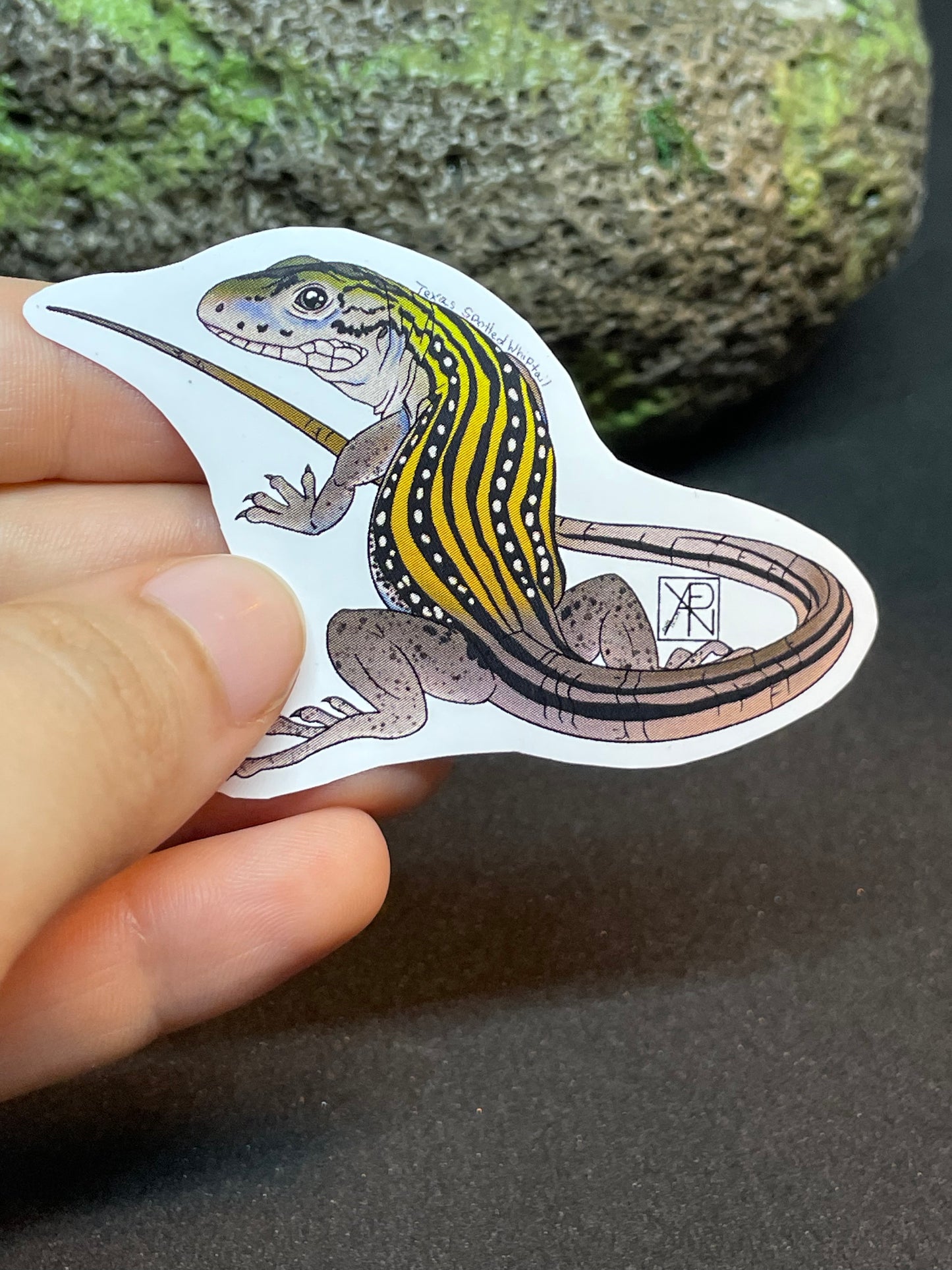 Texas Spotted Whiptail Sticker