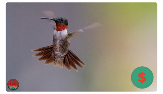 Ruby-throated Hummingbird Gift Card