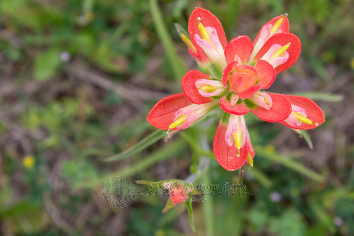 August Photo Print