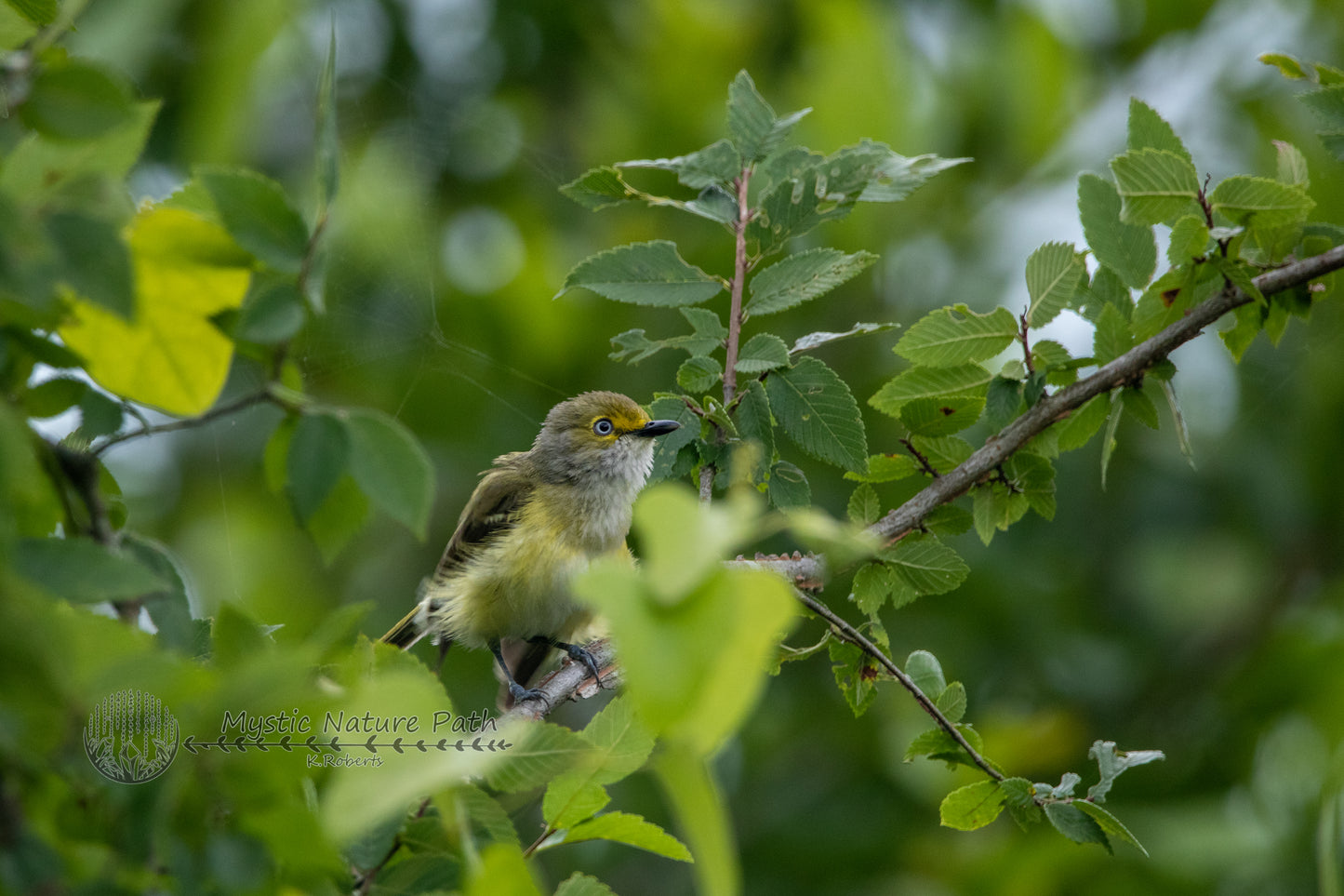 White-eyed Vireo