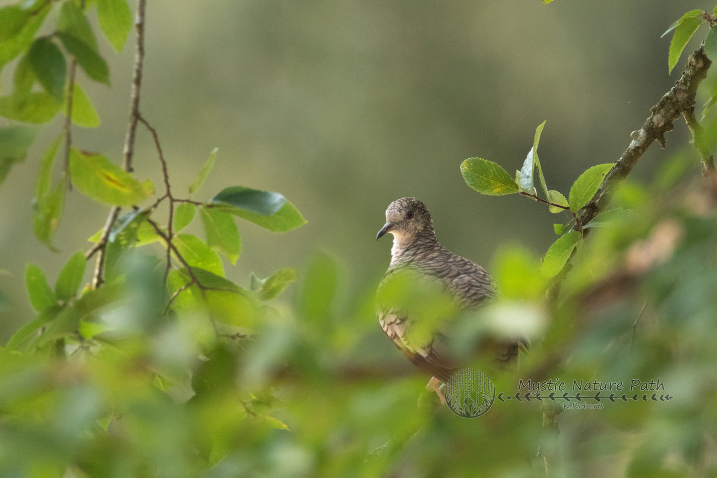 Inca Dove