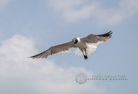 Laughing Gull