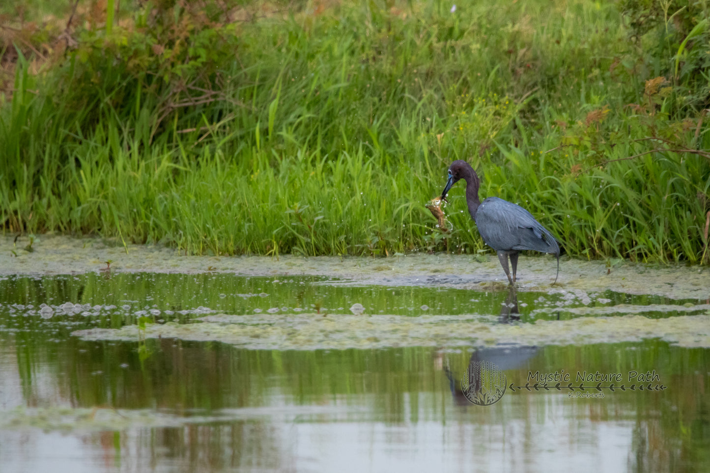 Little Blue Heron