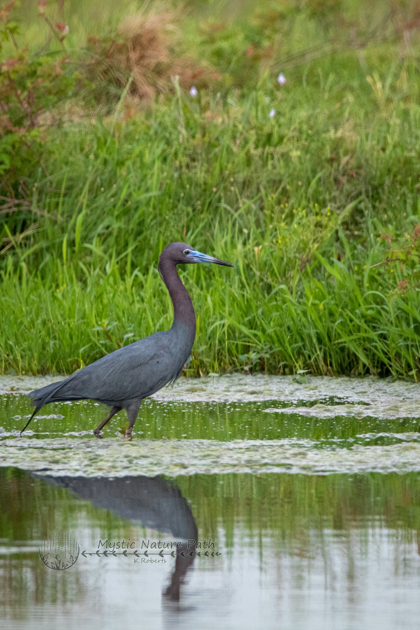 Little Blue Heron