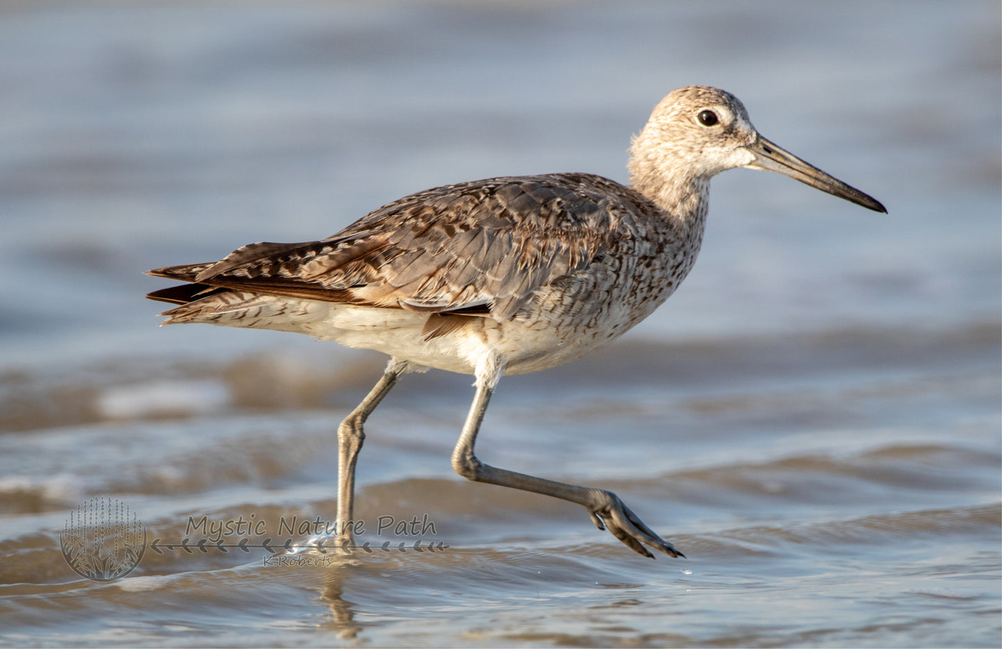 Willet