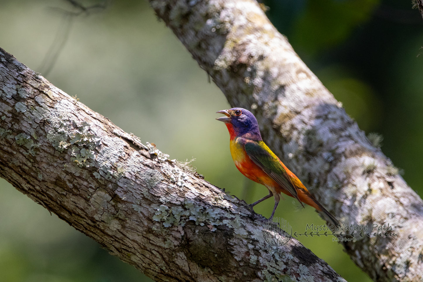 Painted Bunting