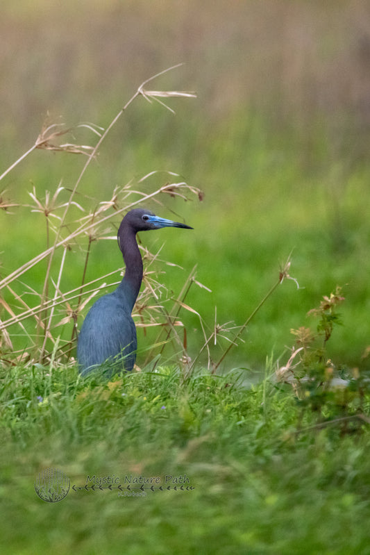 Little Blue Heron