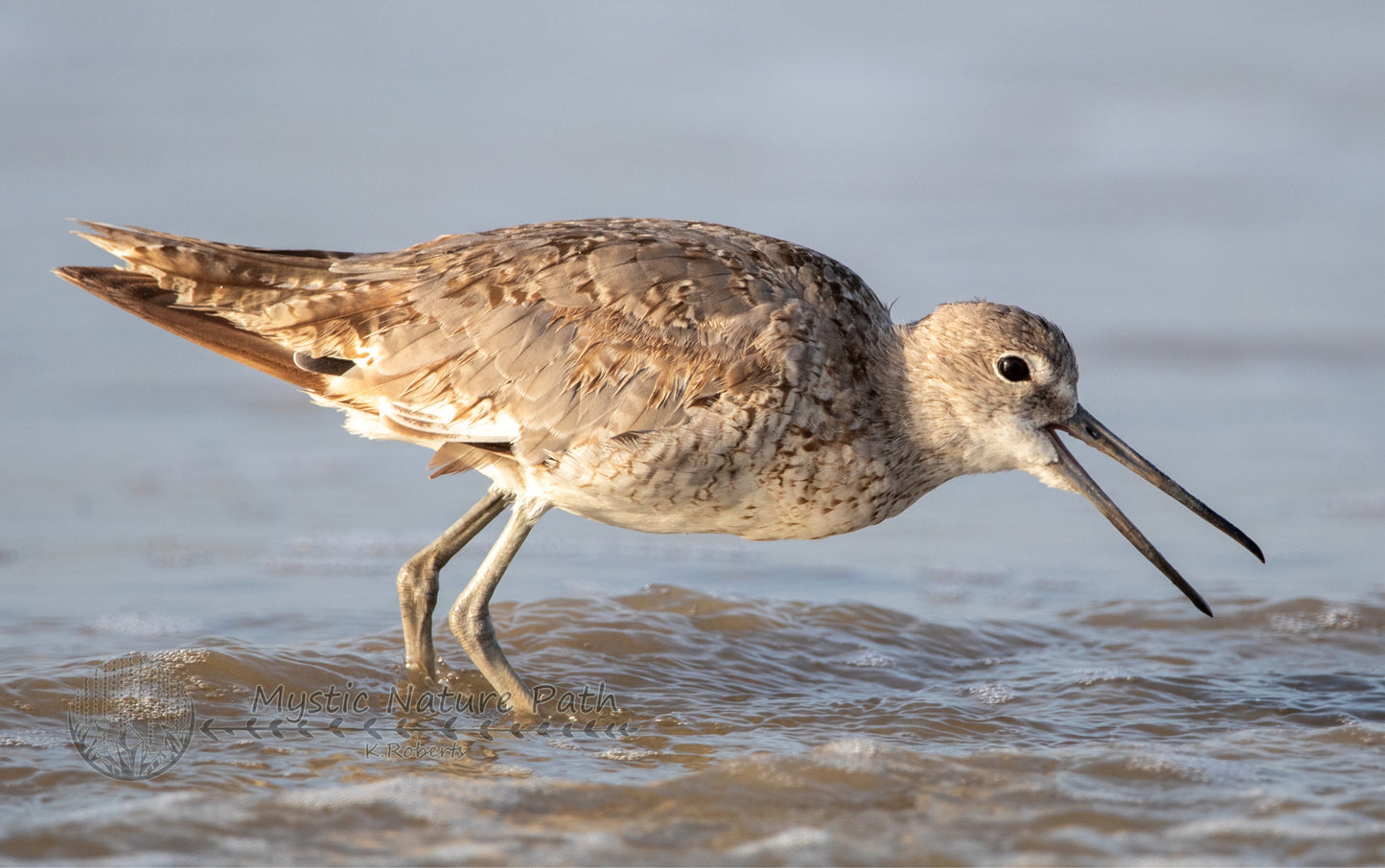 Willet