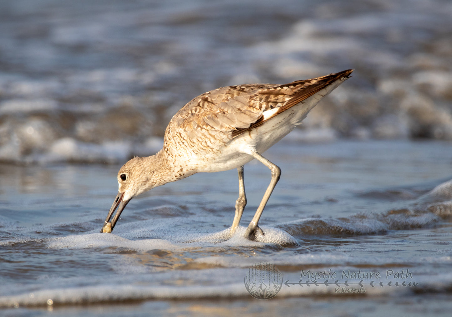 Willet