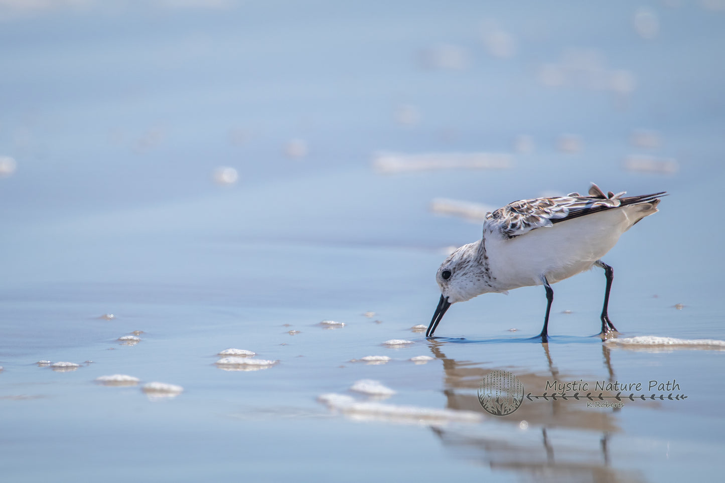 Sanderling