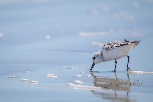 Sanderling