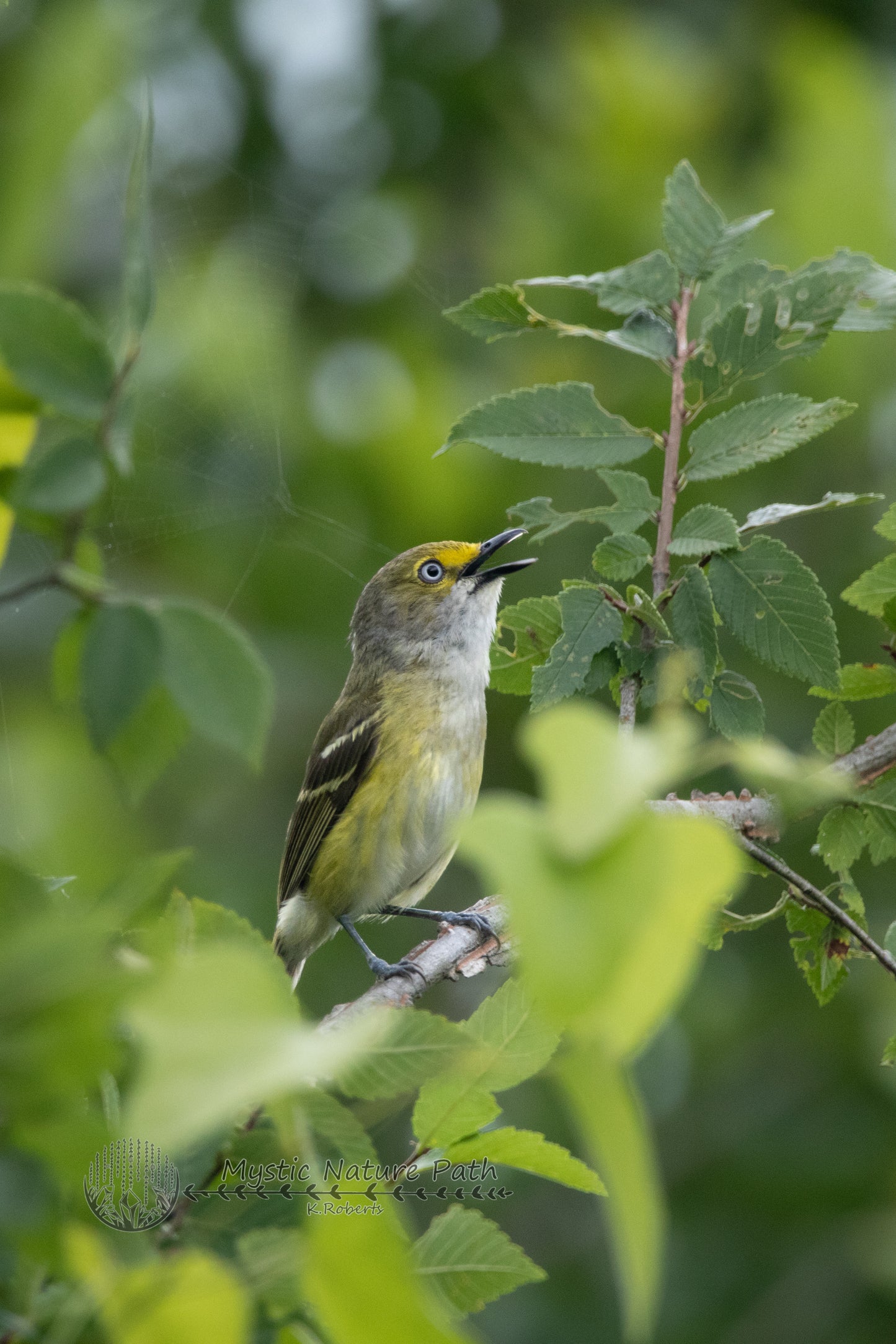 White-eyed Vireo