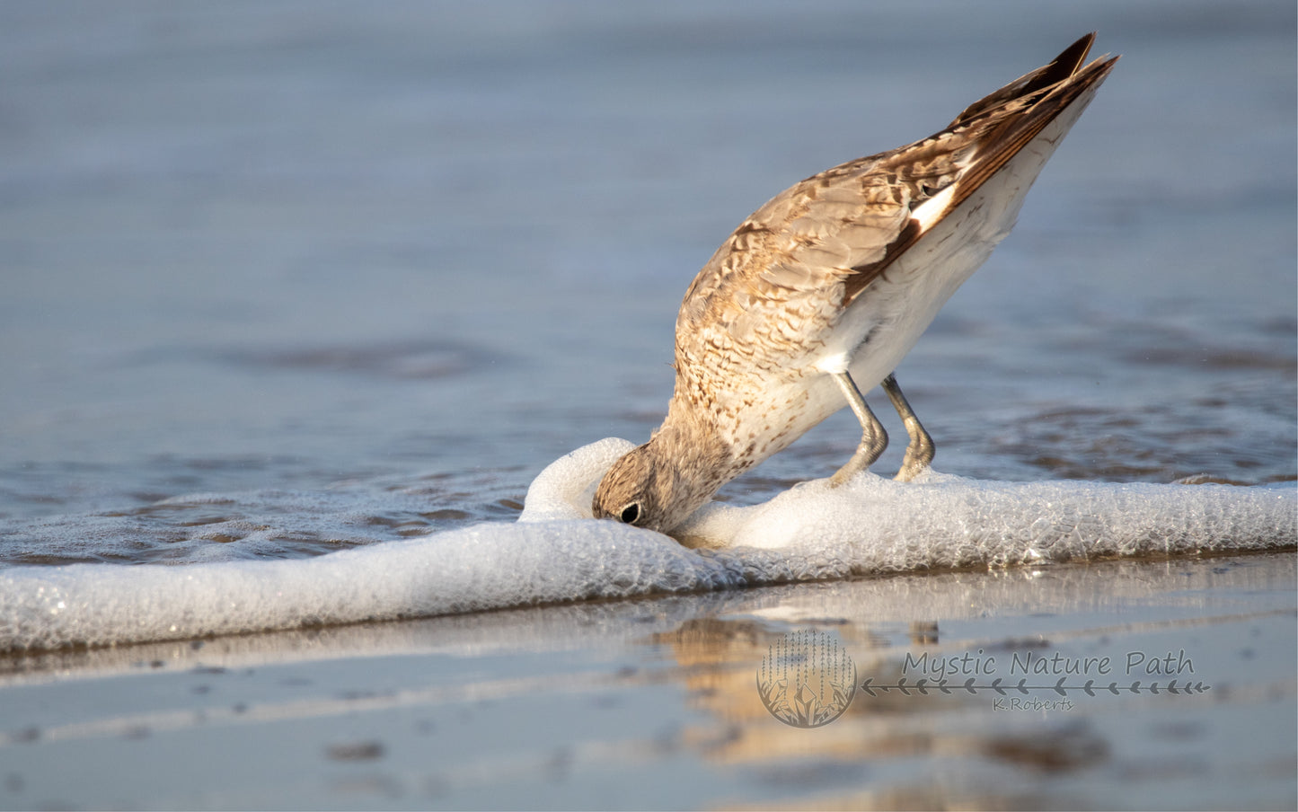 Willet