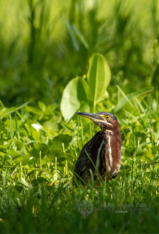 Green Heron