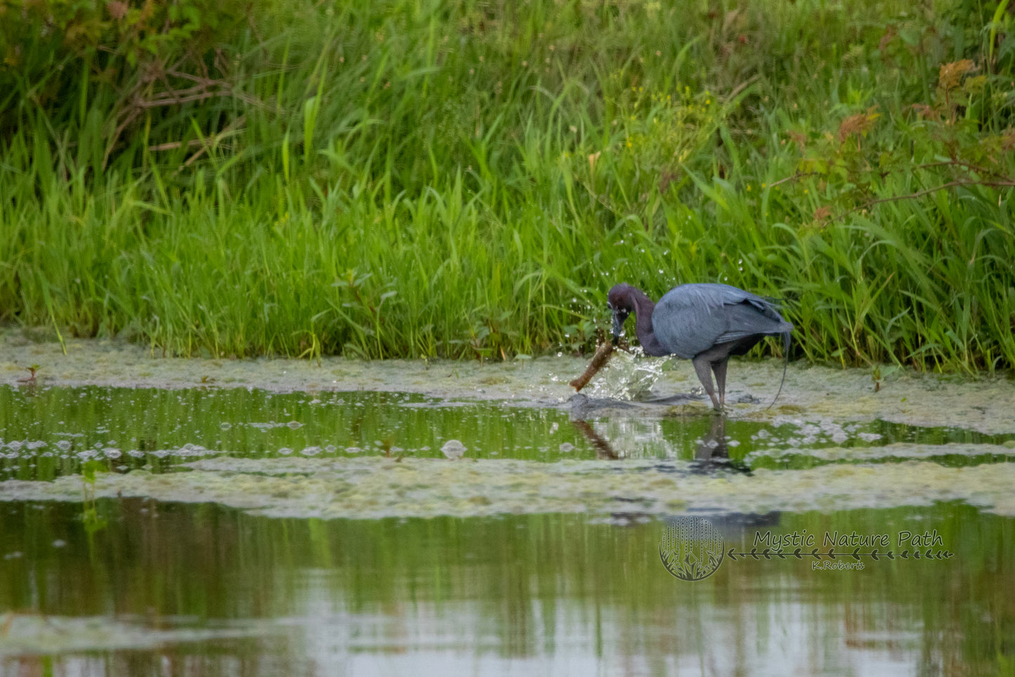 Little Blue Heron