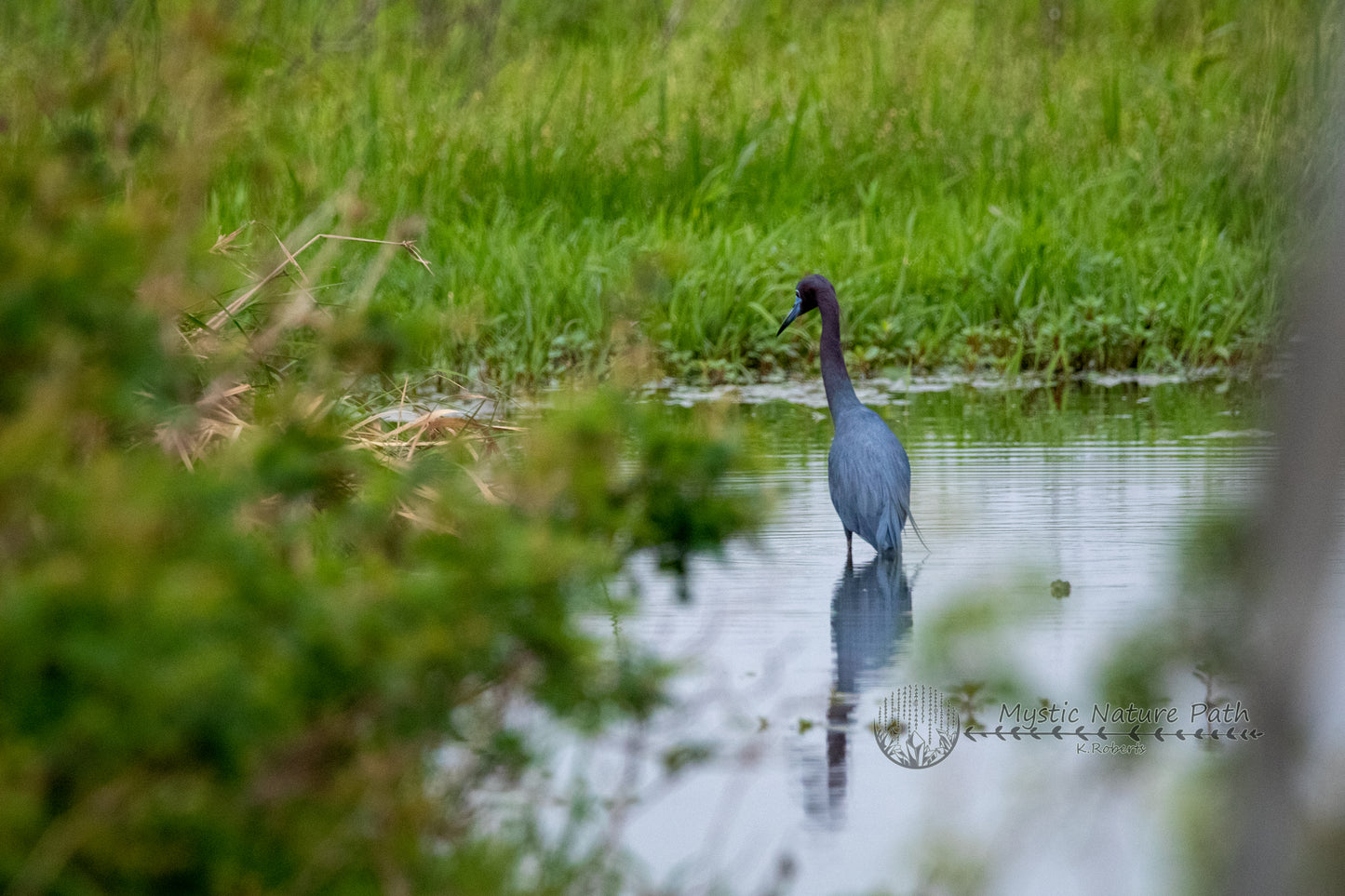 Little Blue Heron