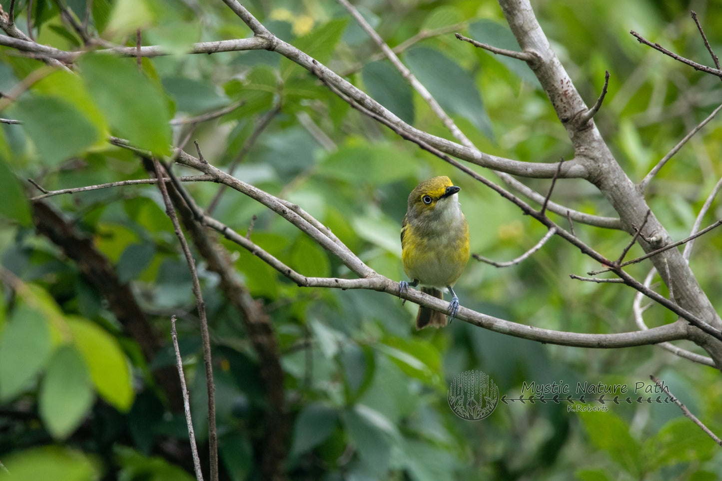 White-eyed Vireo