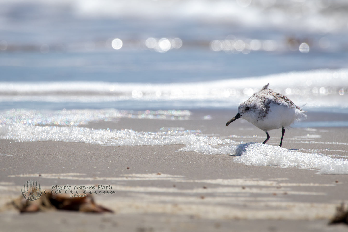 Sanderling