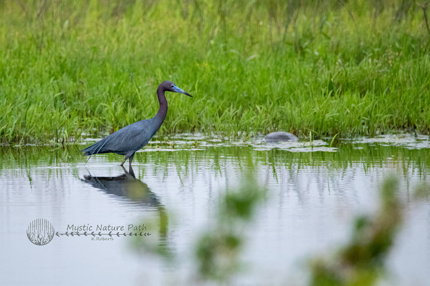 Little Blue Heron