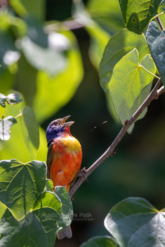 Painted Bunting