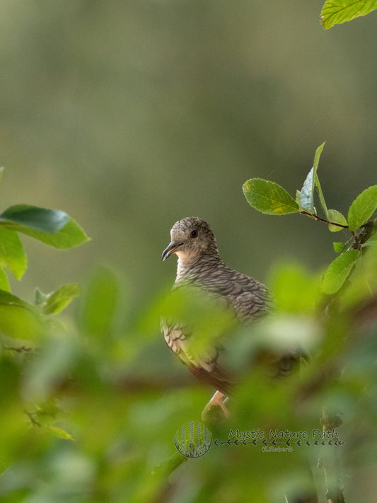 Inca Dove