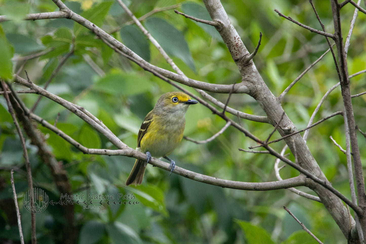 White-eyed Vireo