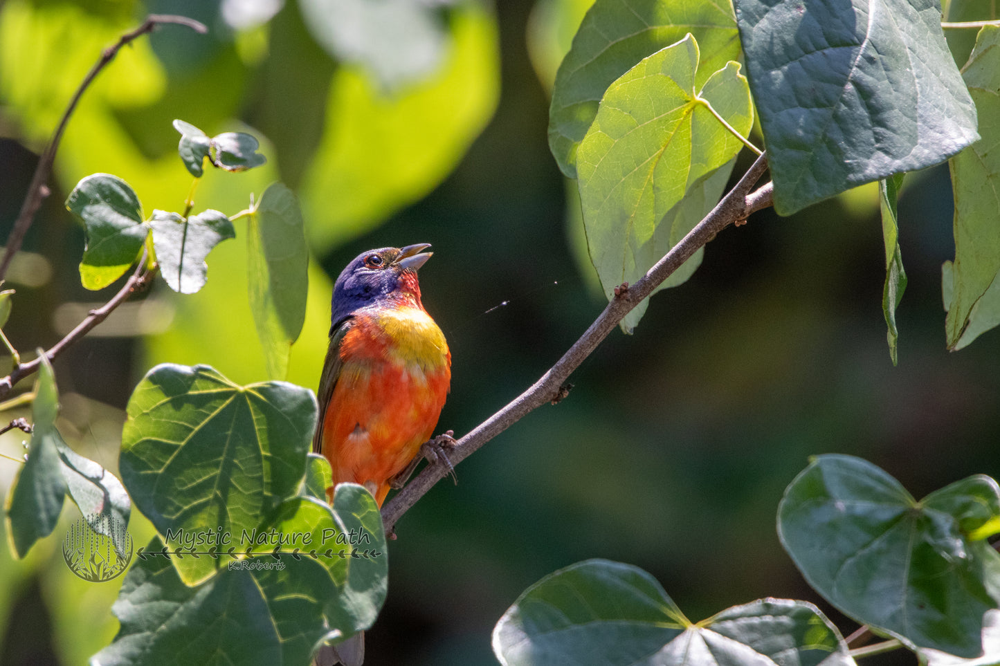 Painted Bunting