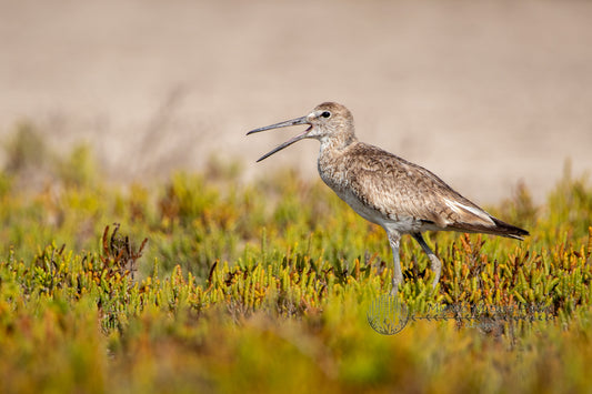 Willet