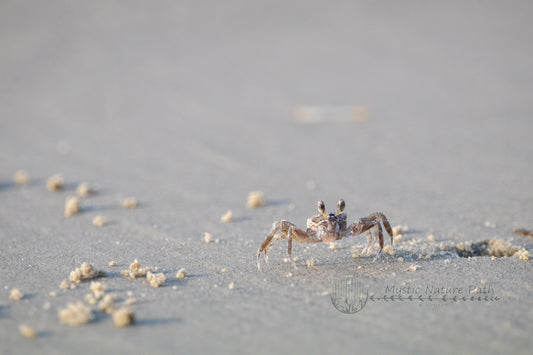 Atlantic Ghost Crab