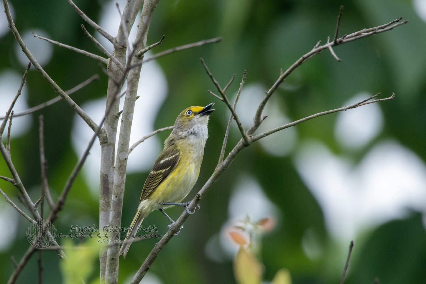 White-eyed Vireo