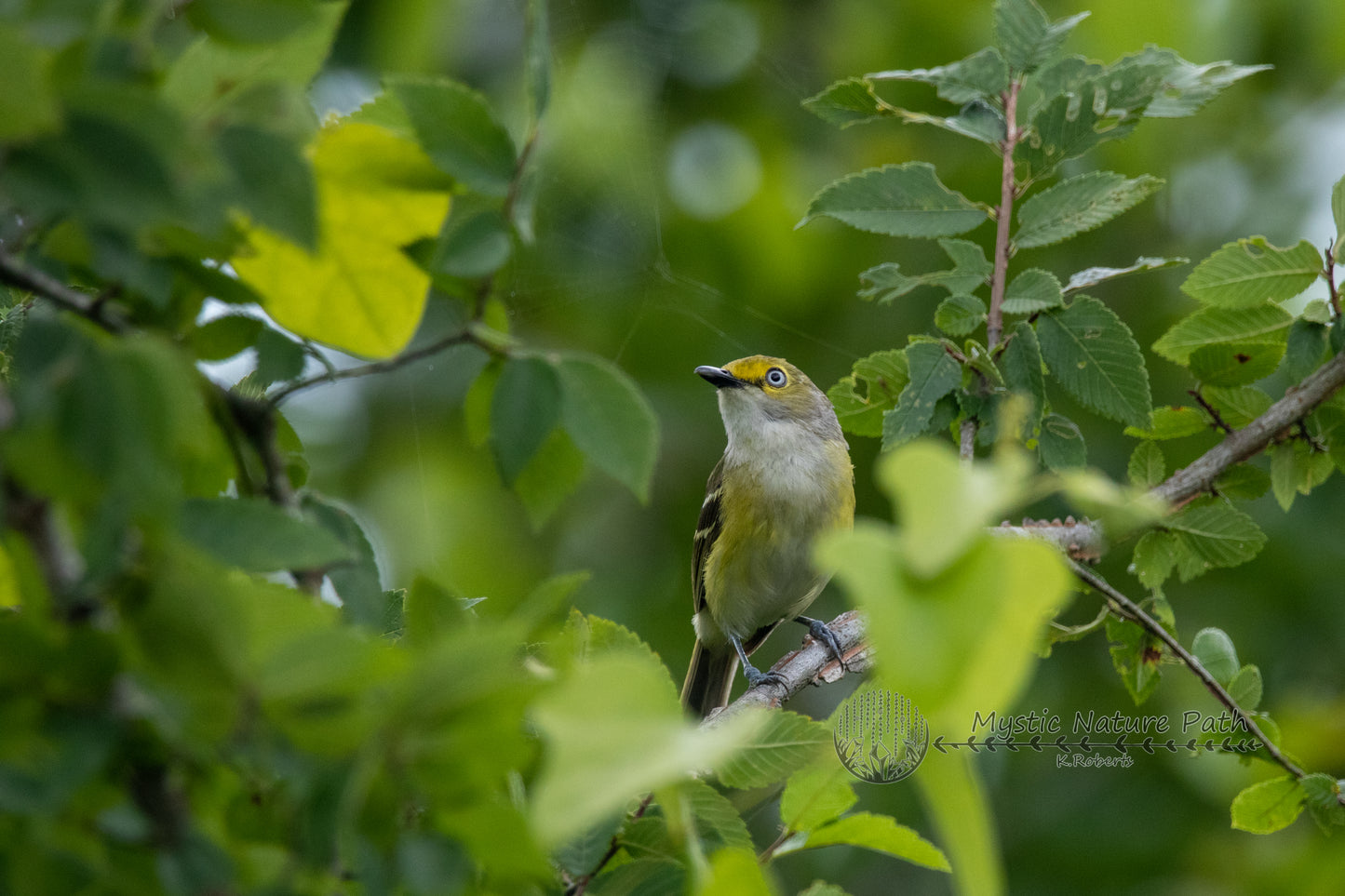 White-eyed Vireo