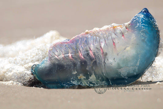 Portuguese Man O’ War