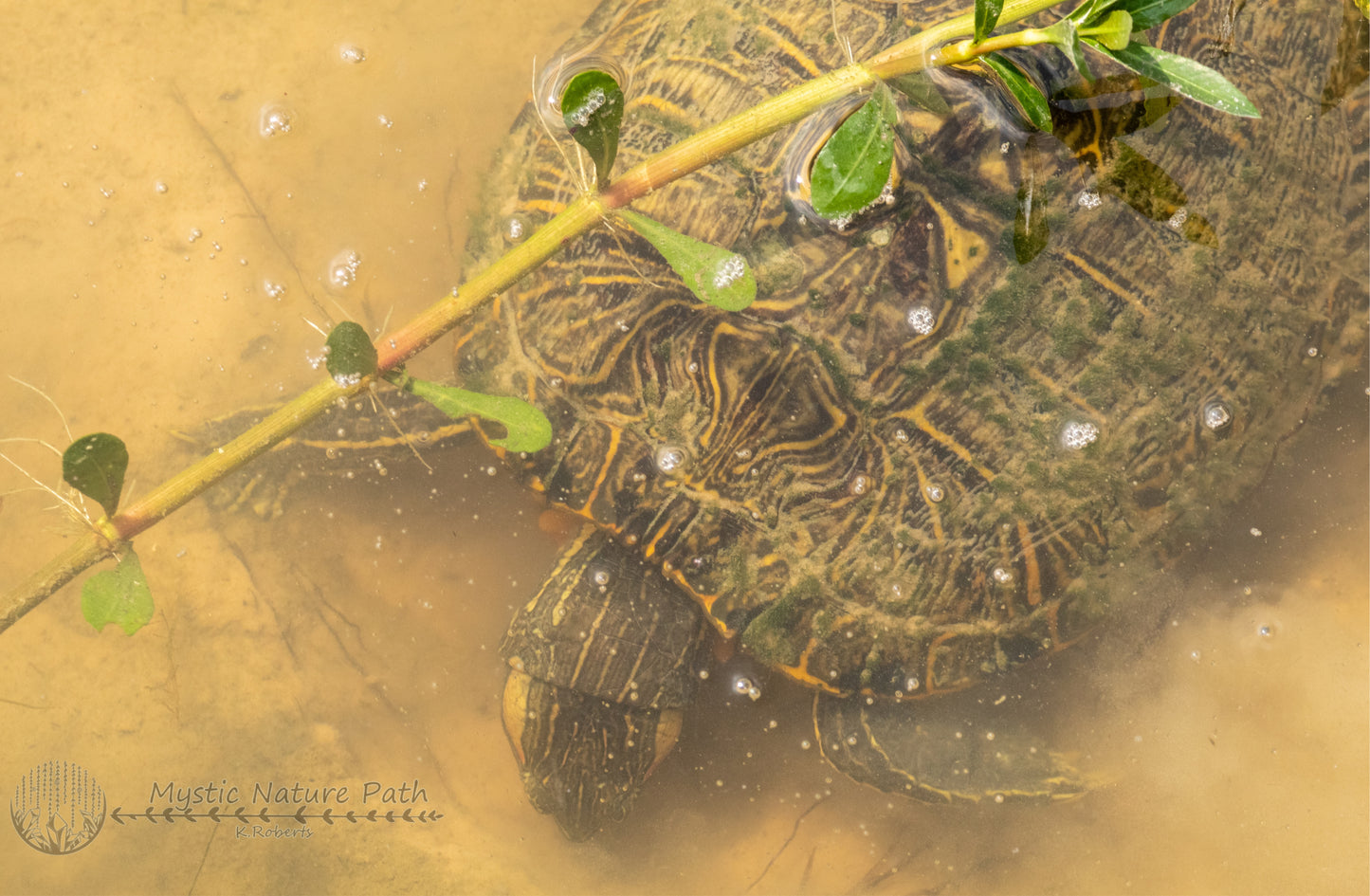 Red-Eared Slider