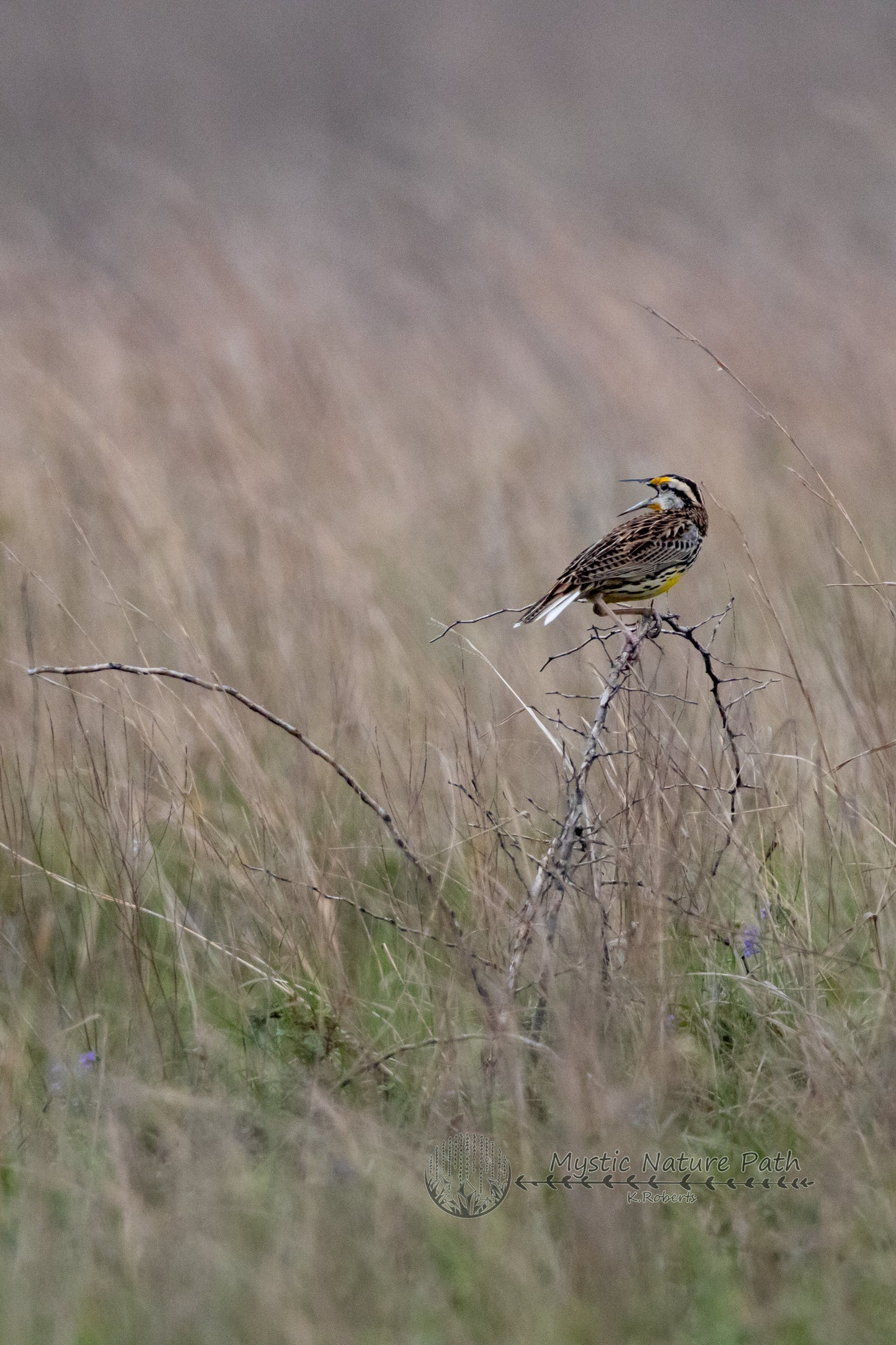 Eastern Meadowlark