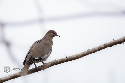 White-Winged Dove