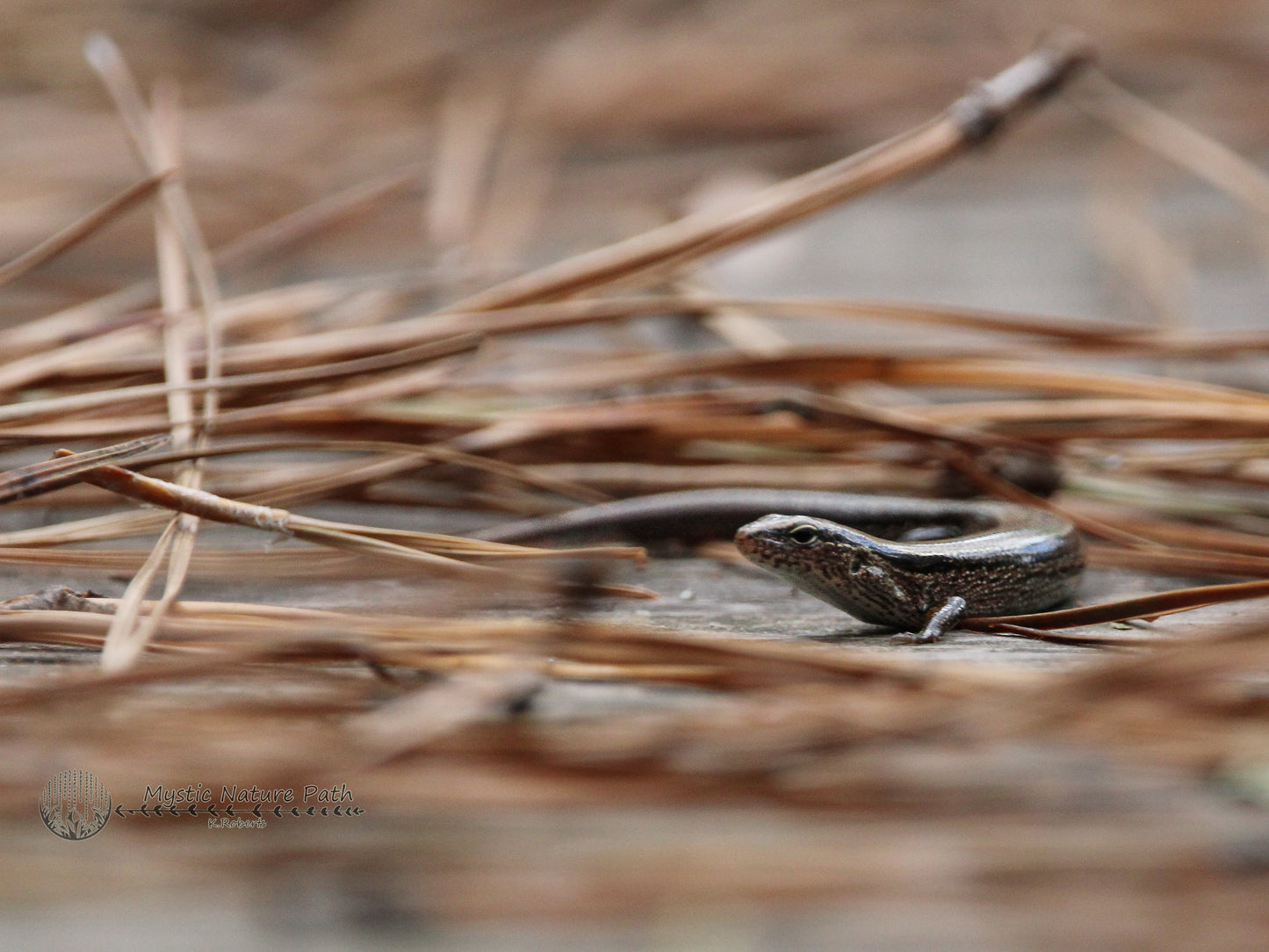 Little Brown Skink