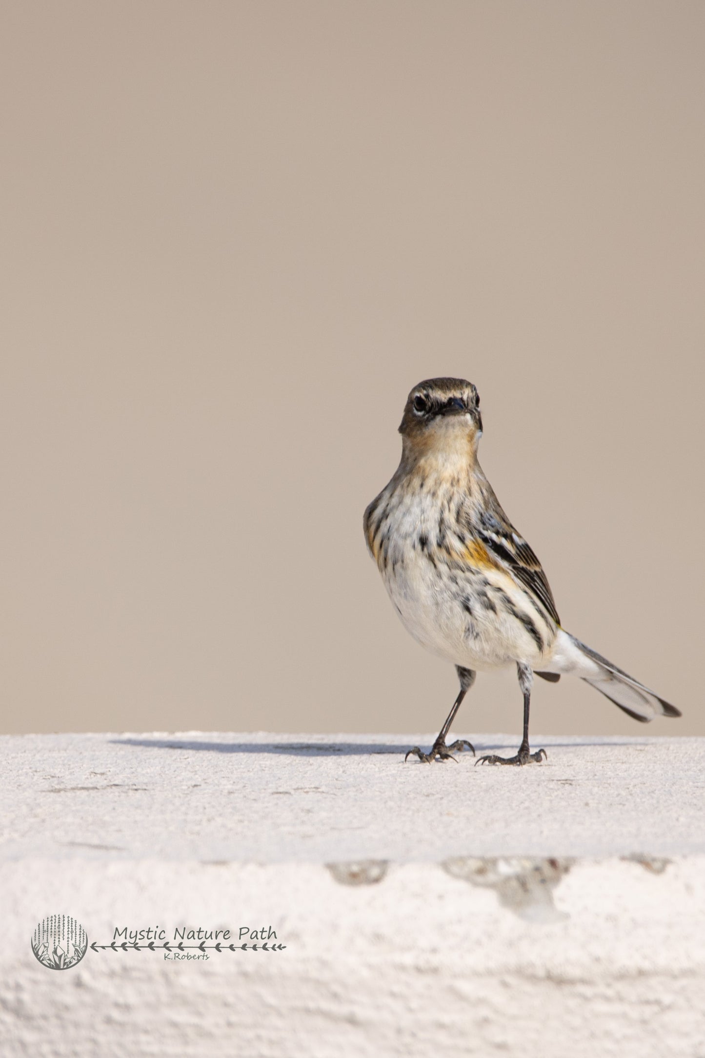 Yellow-Rumped Warbler