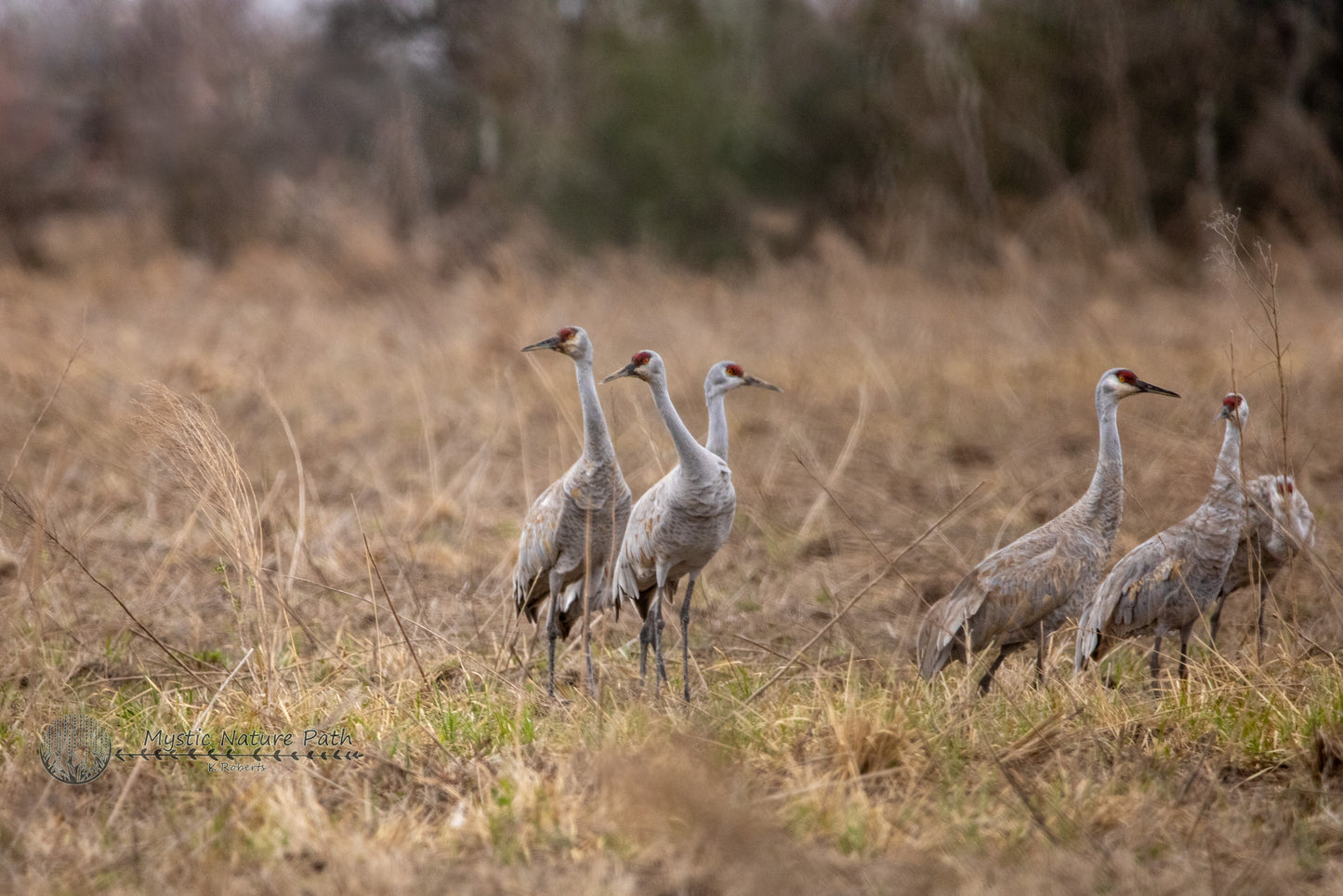 Sandhill Cranes