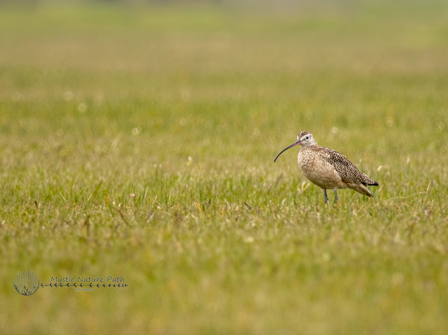 Long-Billed Curlew