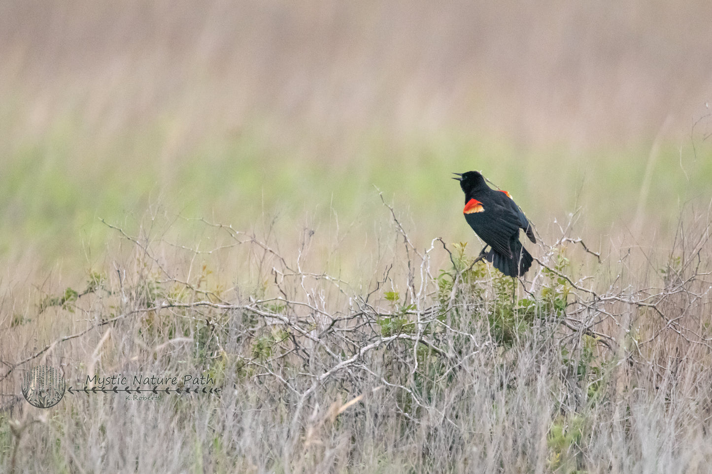 Red-Winged Blackbird