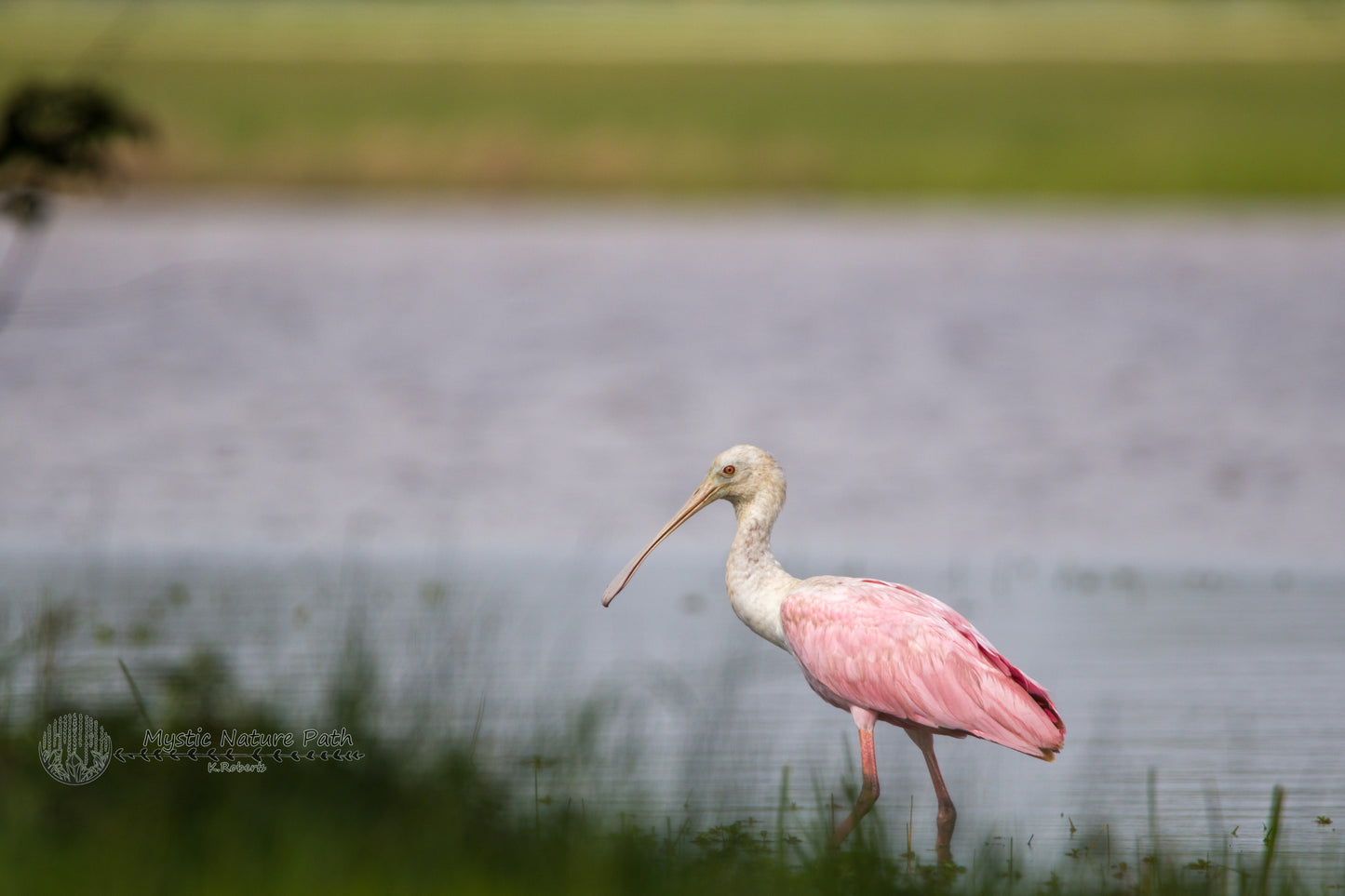 Roseate Spoonbill