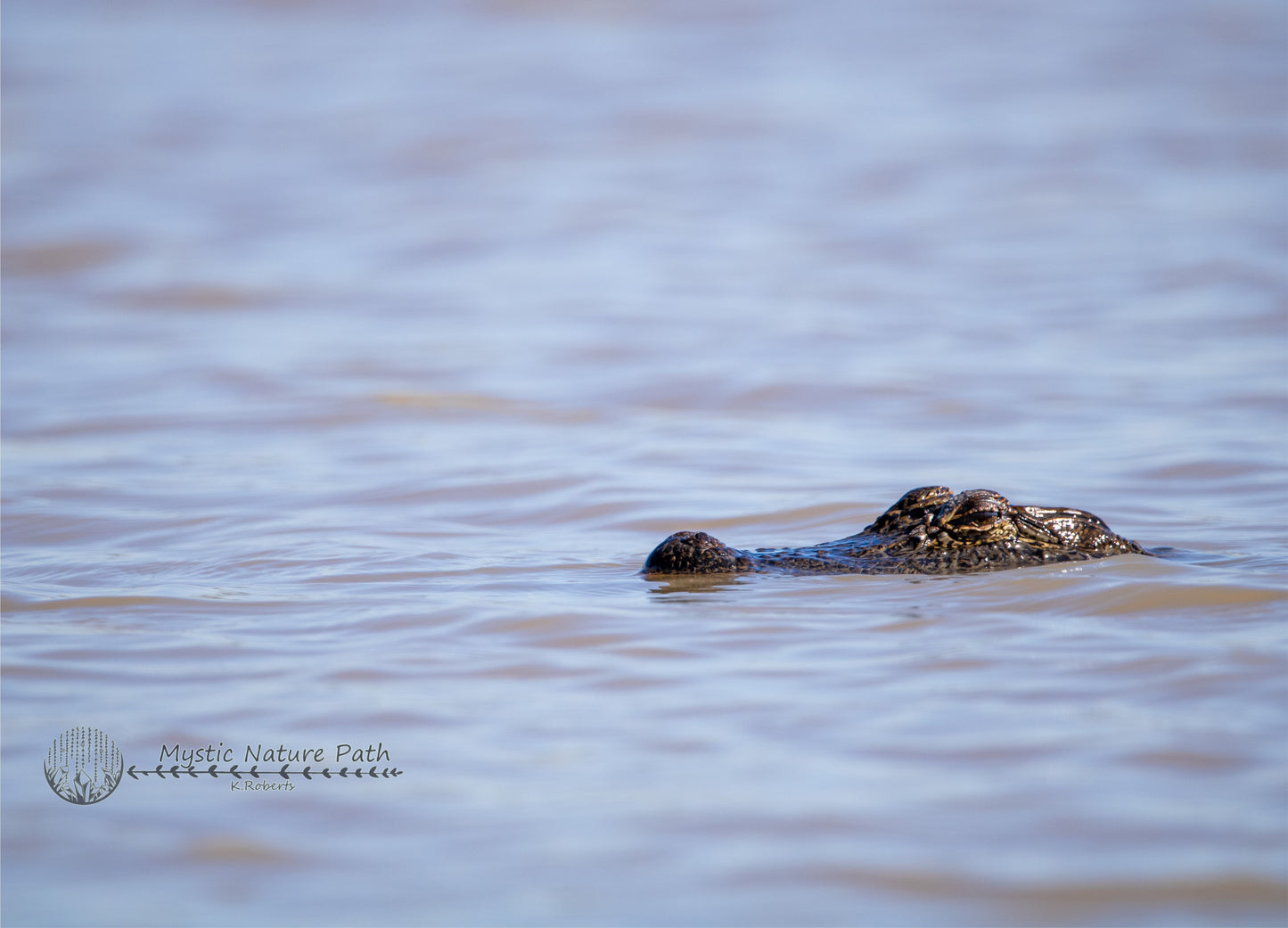 American Alligator