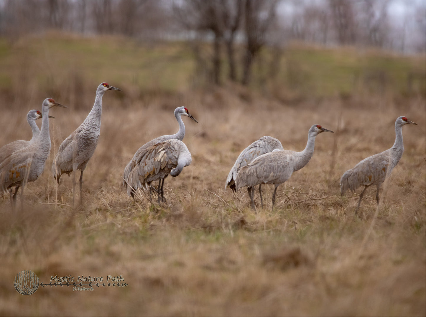 Sandhill Cranes