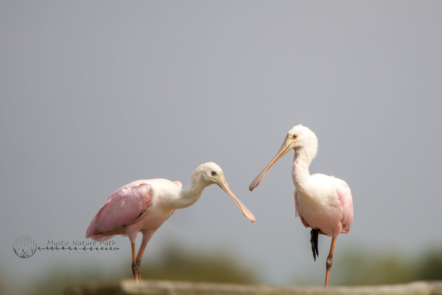 Roseate Spoonbill